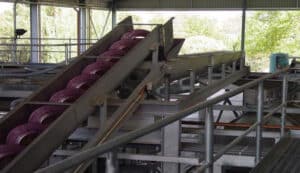 Shaftless Conveying of grapes
